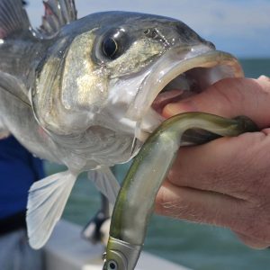 Offshore Bass