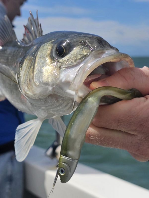 Offshore Bass
