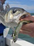 1Fish